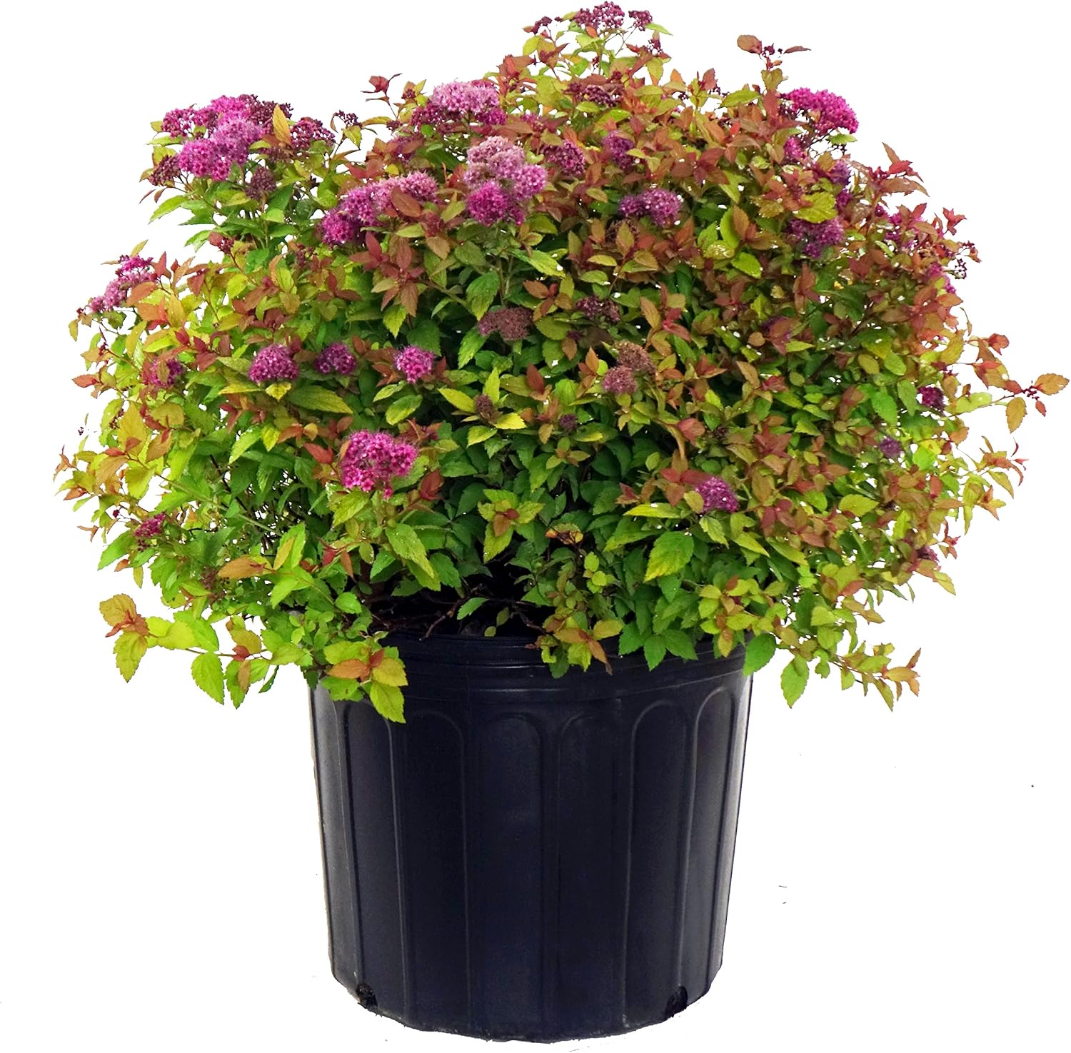 Proven Winners - Spiraea jap. Double Play Gold (Spirea) Shrub, , #3 - Size Container