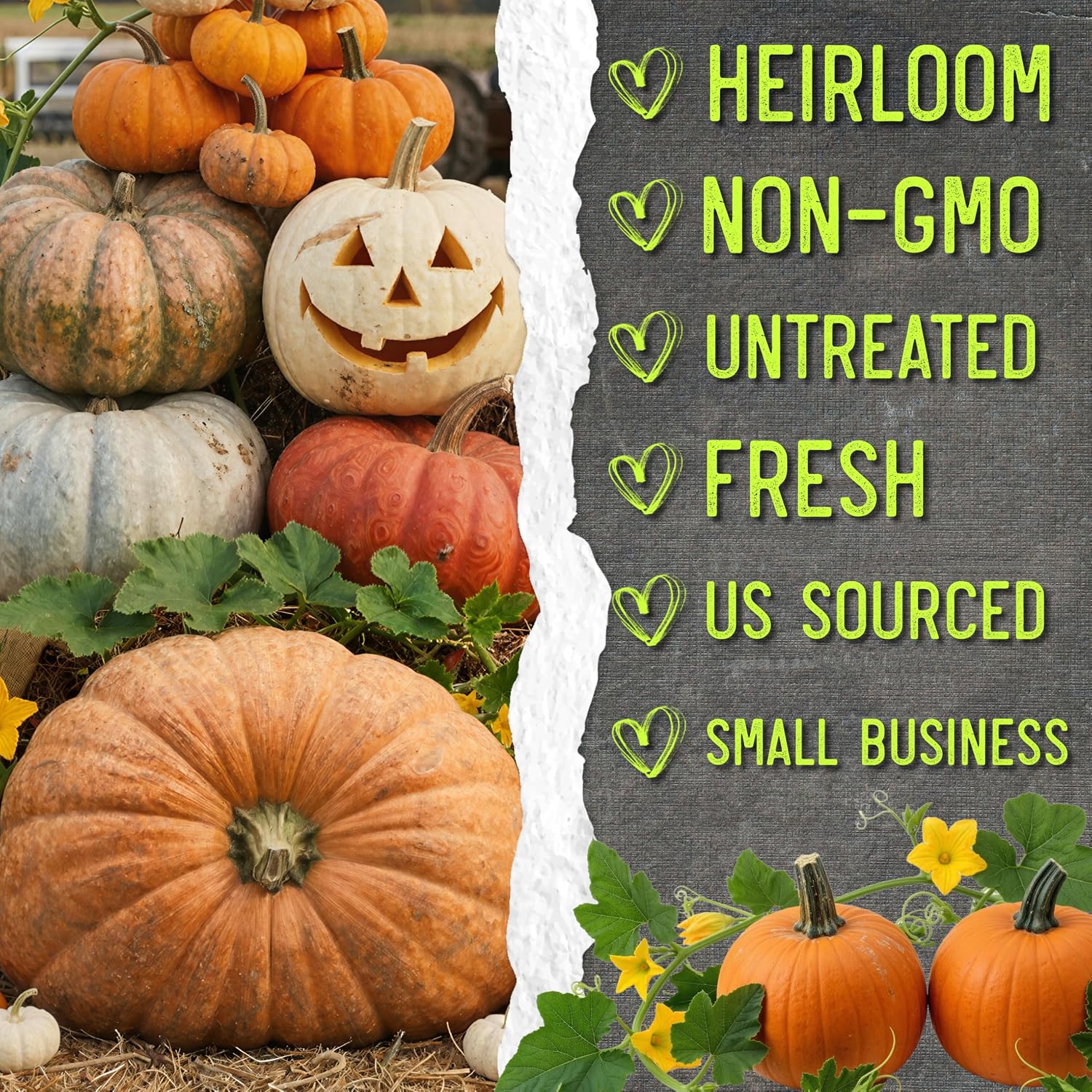 Seed Needs Pumpkin Seeds to Plant 100 Seeds Spooky Mix Non GMO Bulk Pack
