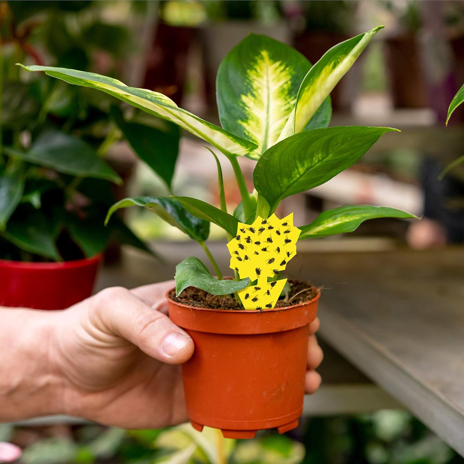 Trap a Pest Indoor Plant Sticky Gnat Traps - Yellow - 15 Pack