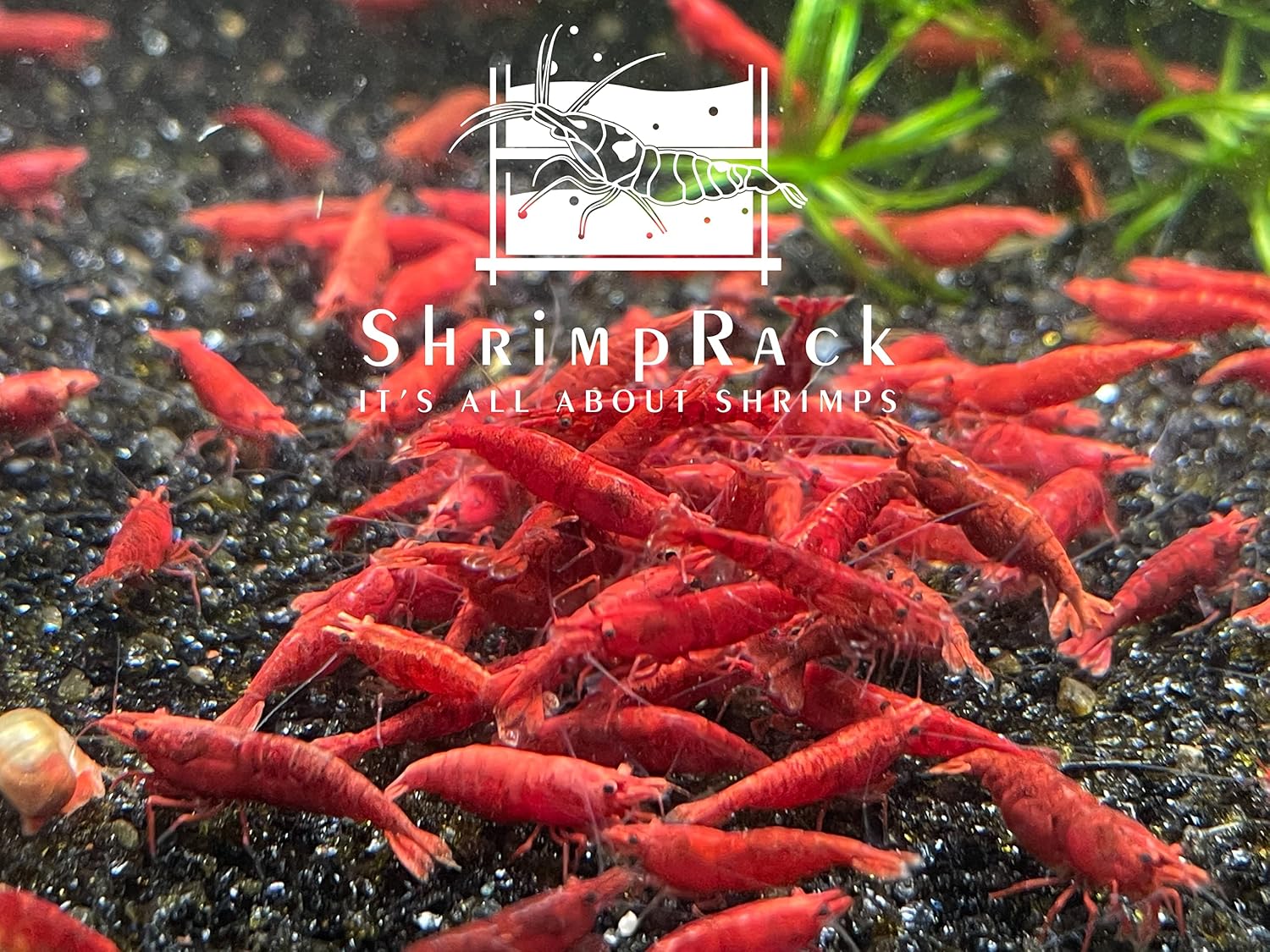 ShrimpRack™ 10 Fire Red Neocaridina High Grade Live Freshwater Aquarium Shrimps. Full Grown Breeding Age Size 0.75-1inches. Live Arrival Guarantee.