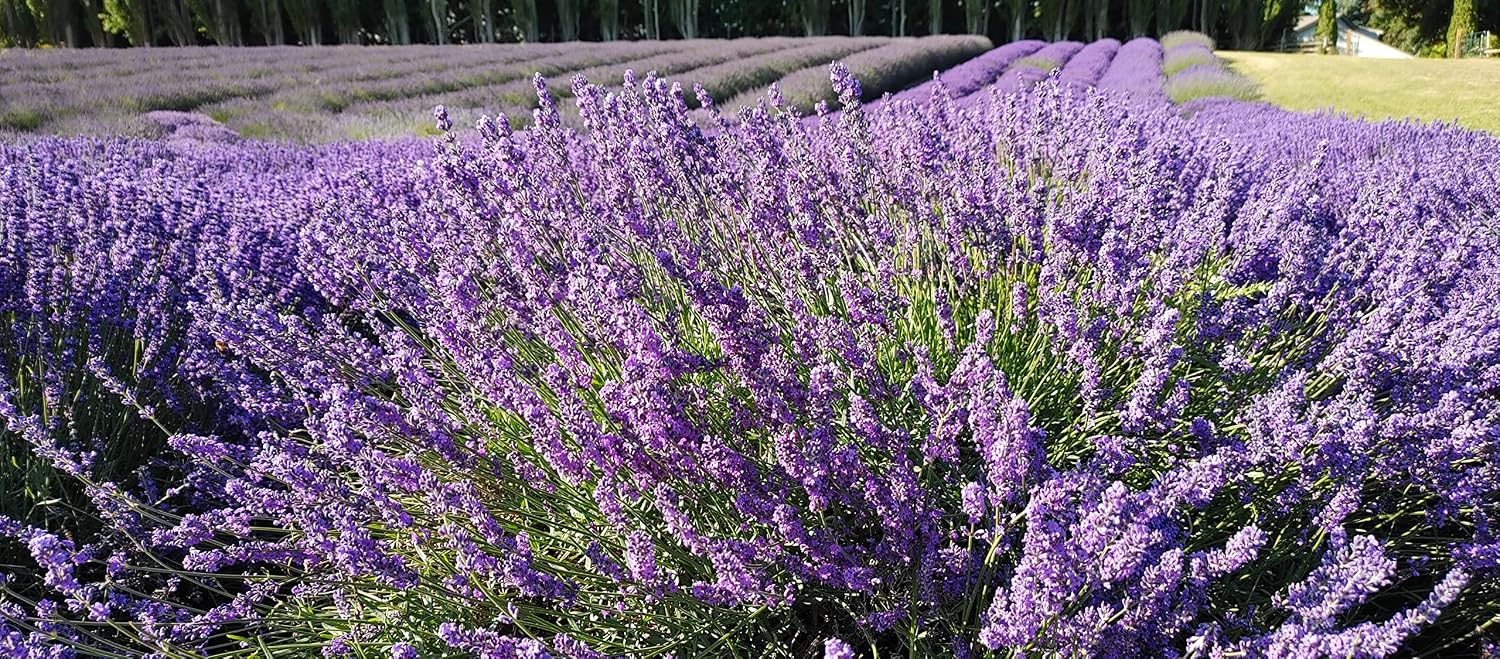 L+ Provence Lavender — 1 Live Plant in 2.5QTs — Blue-Purple Flowers — Fragrant, Bee-Friendly, Drought & Deer Resistant Perennial — Zones 5–9