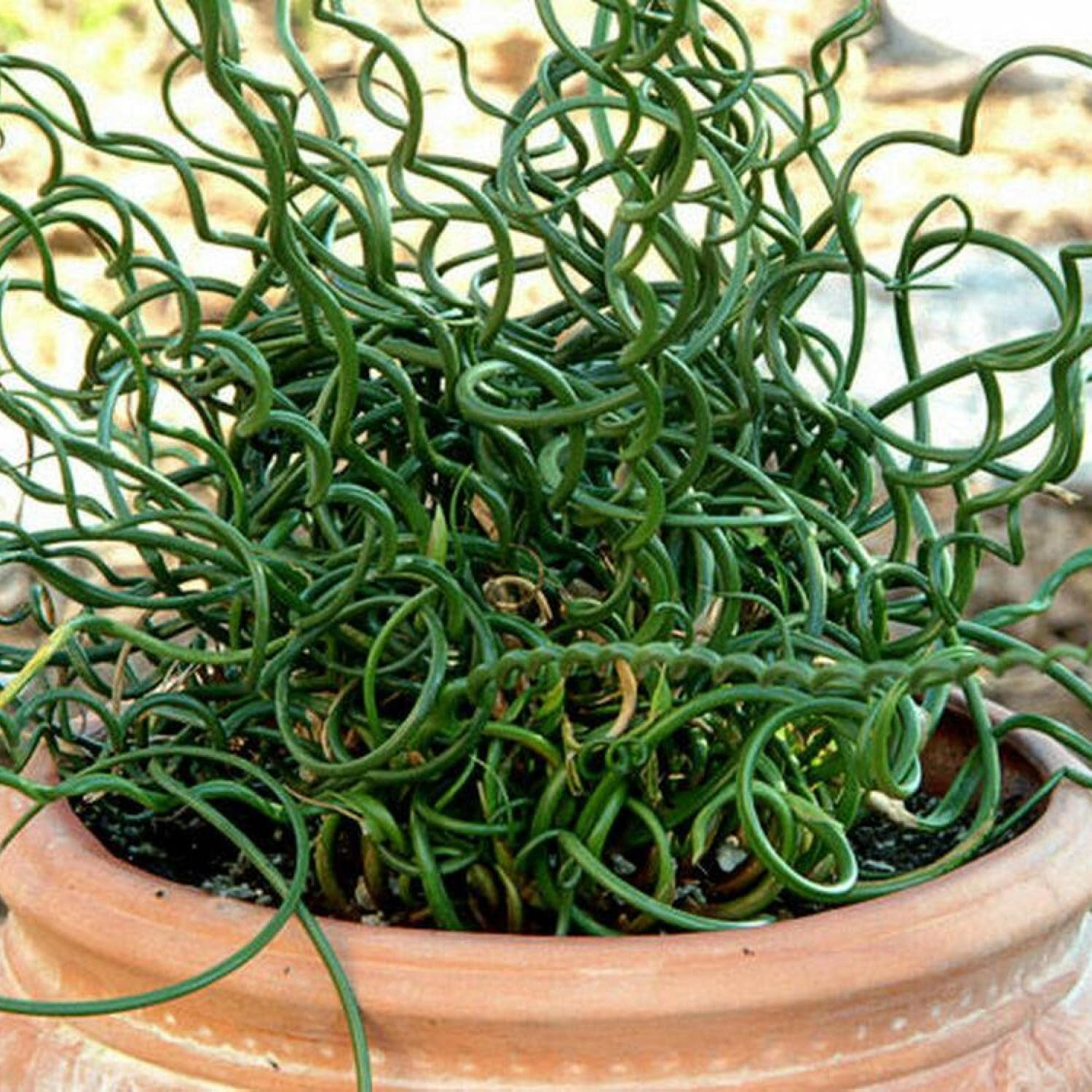 ‘Black Magic’ Taro, a Great Live Pond Plant for Your Water Garden. Filters The koi and Goldfish Pond. Good for Bogs