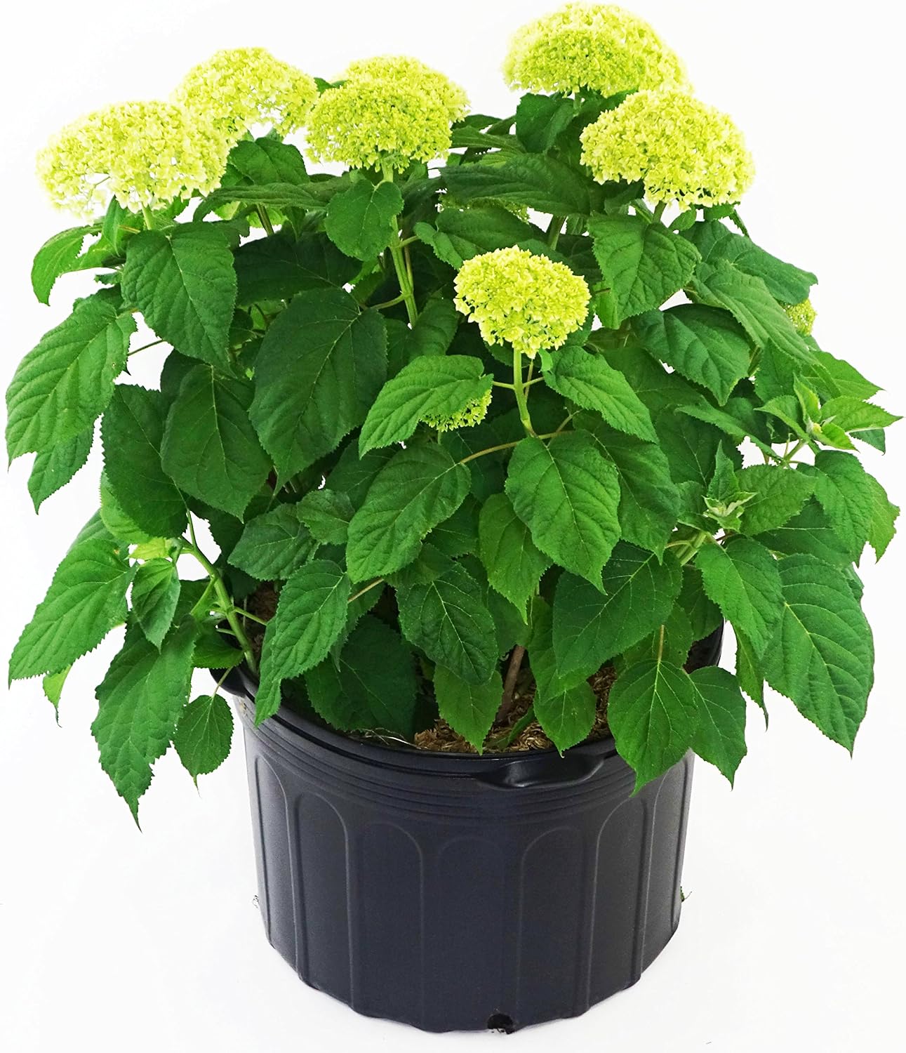 First Editions - Hydrangea pan. Vanilla Strawberry (Panicle Hydrangea) Shrub, white/pink/red flowers, #3 - Size Container