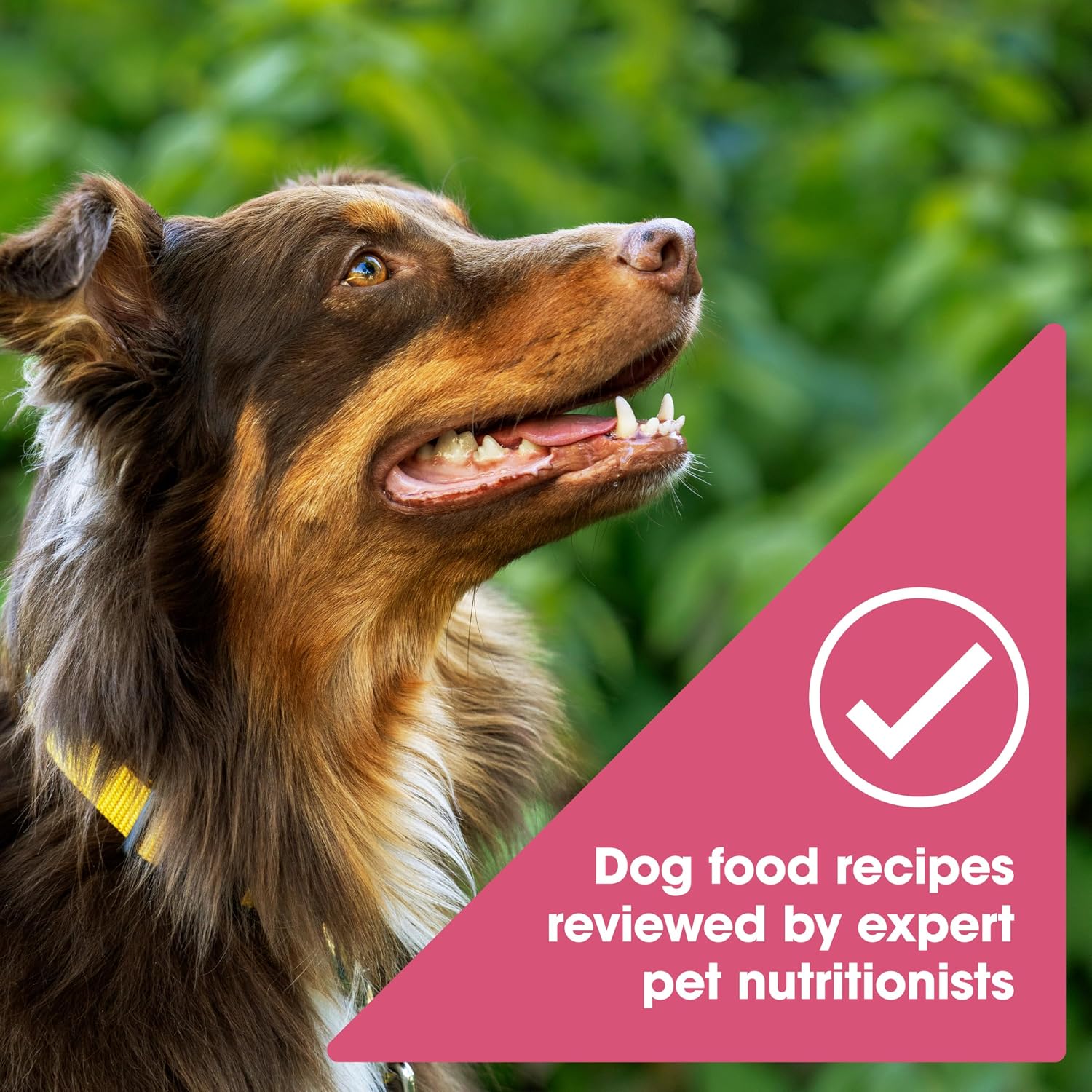 Nature's Recipe Grain Free Salmon Dry Dog Food, 24 lb. Bag | Fiber From Sweet Potatoes & Pumpkin Helps Support Digestion and Immune System Health