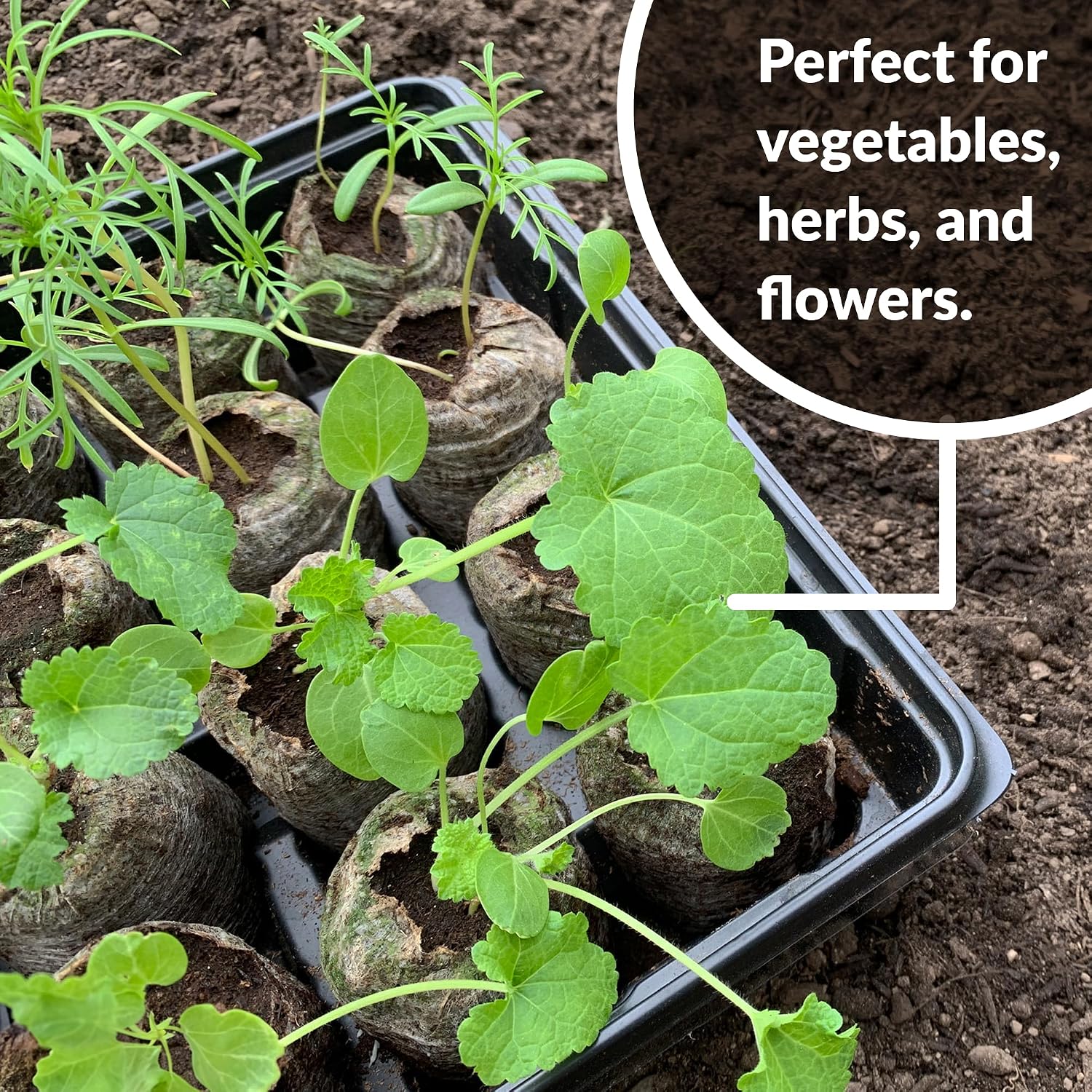 100 Count- Jiffy 36 MM Peat Soil Pellets Seeds Starting Plugs: Indoor Seed Starter- Start Planting Indoors for Transplanting to Garden or Planter Pot | Starter- Start Planting Indoors for Transplanting to Garden or Planter Pot
