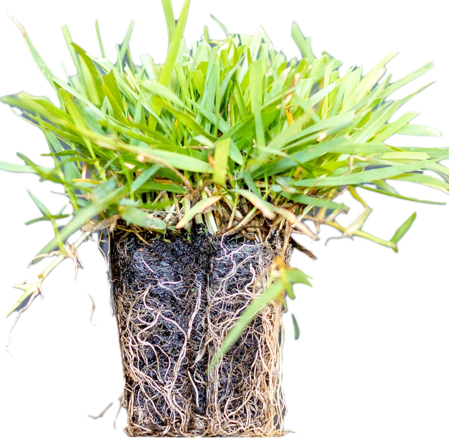 50 Zoysia Grass Plugs & Auger | Beginner's Pack