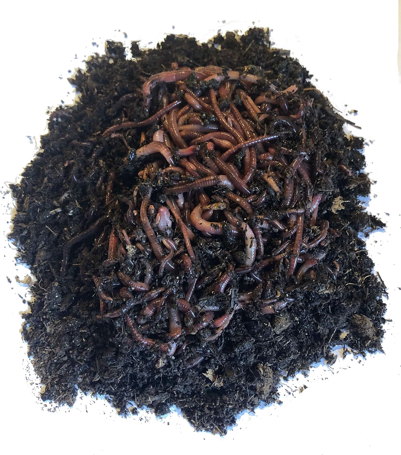 Nature's Little Recyclers 1,000+ Red Worms, Red Wigglers, Compost Earthworms, Organic, Sustainably Raised