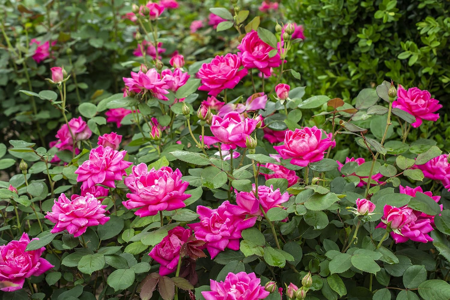 Green Promise Farms Rosa `Double Knock Out` (Reblooming) Rose, 3 Size Container, pink flower