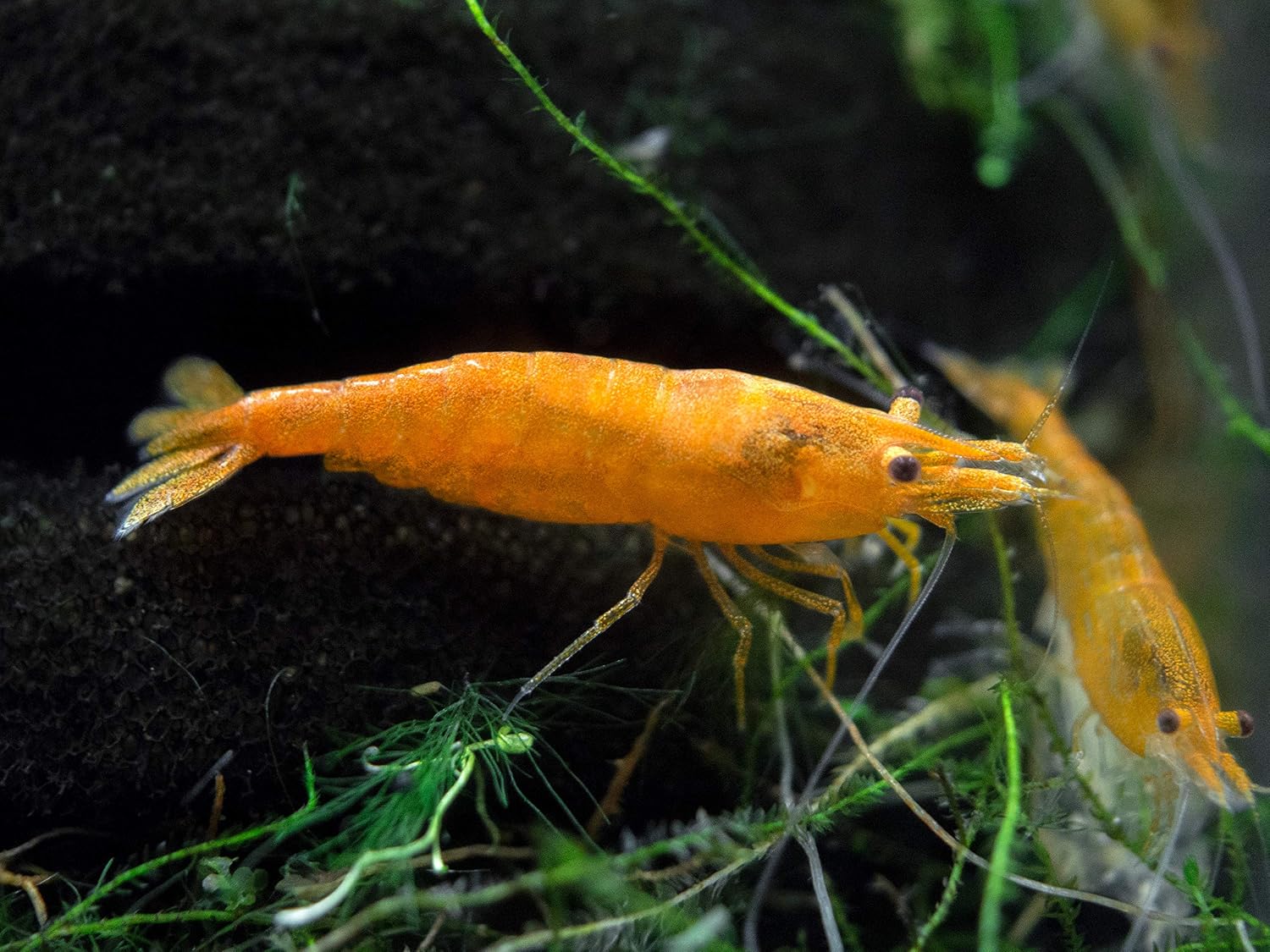 1 Live Orange Sakura Shrimp (Neocaridina davidi) - Breeding Age Young Adults at 1/2 to 1 Inch Long