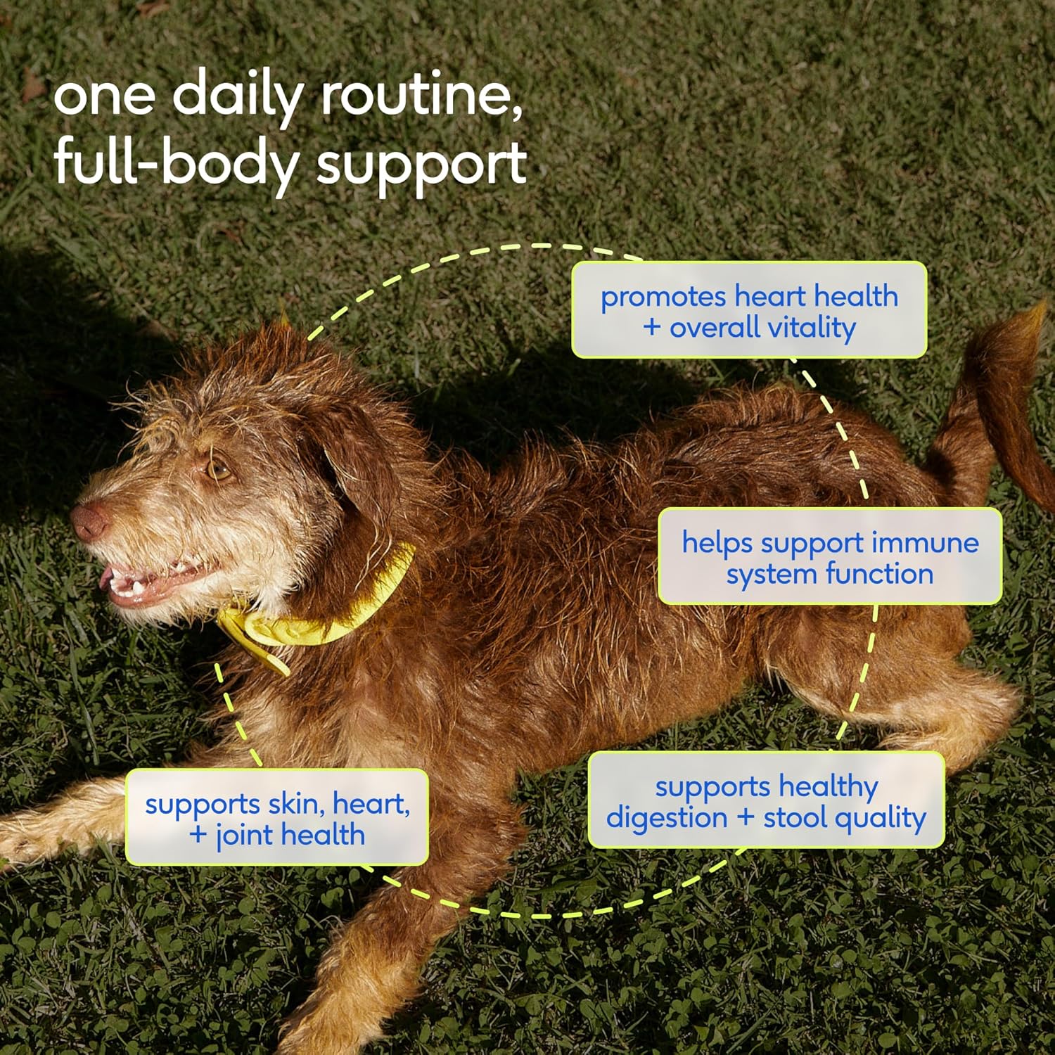 Native Pet Probiotics for Dogs – Dog Probiotic Powder for Gut & Digestive Health, Vet-Formulated 6B CFUs Dog-Specific Probiotic Strains