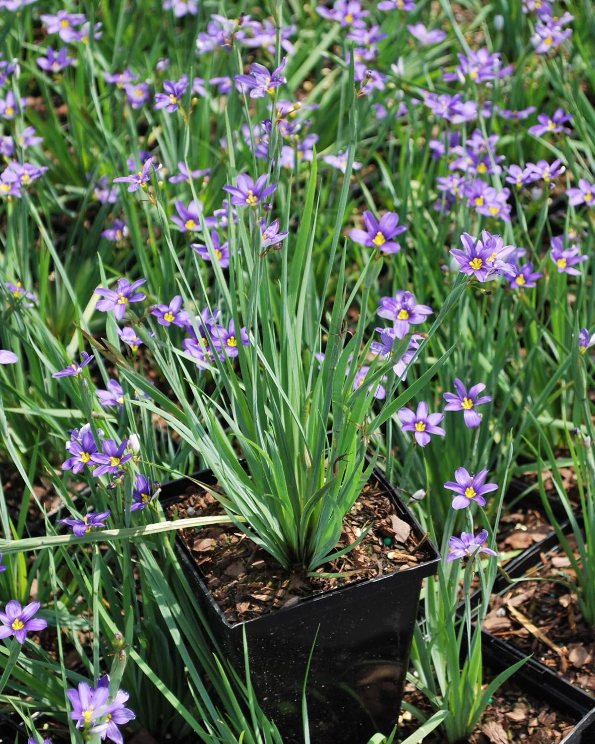 Perennial Farm Marketplace Sisyrinchium angustifolium ‘Lucerne’ (Blue-Eyed Grass) Native Live Perennial, Size-Quart, Blue Spring to Summer Flowers