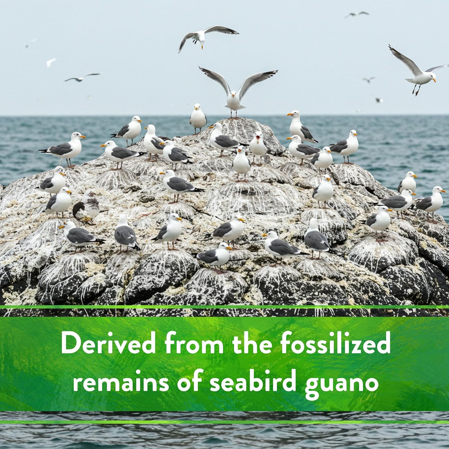 Down To Earth All Natural Fertilizers Organic Seabird Guano - 0-11-0, 5 lb | High Phosphorus Plant Food for Buds, Blooms, Flowers, Vegetable Gardens