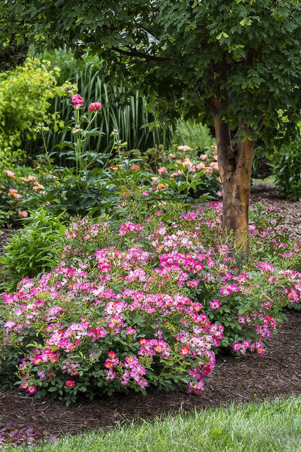 Drift Roses - Rosa Peach Drift (Rose) Rose, double peach flowers, #2 - Size Container