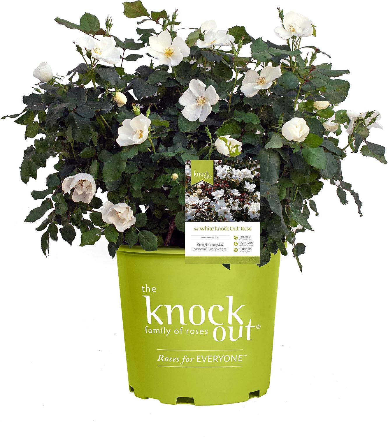Knock Out Roses - Rosa White Knock Out (Rose) Rose, white flowers, #3 - Size Container