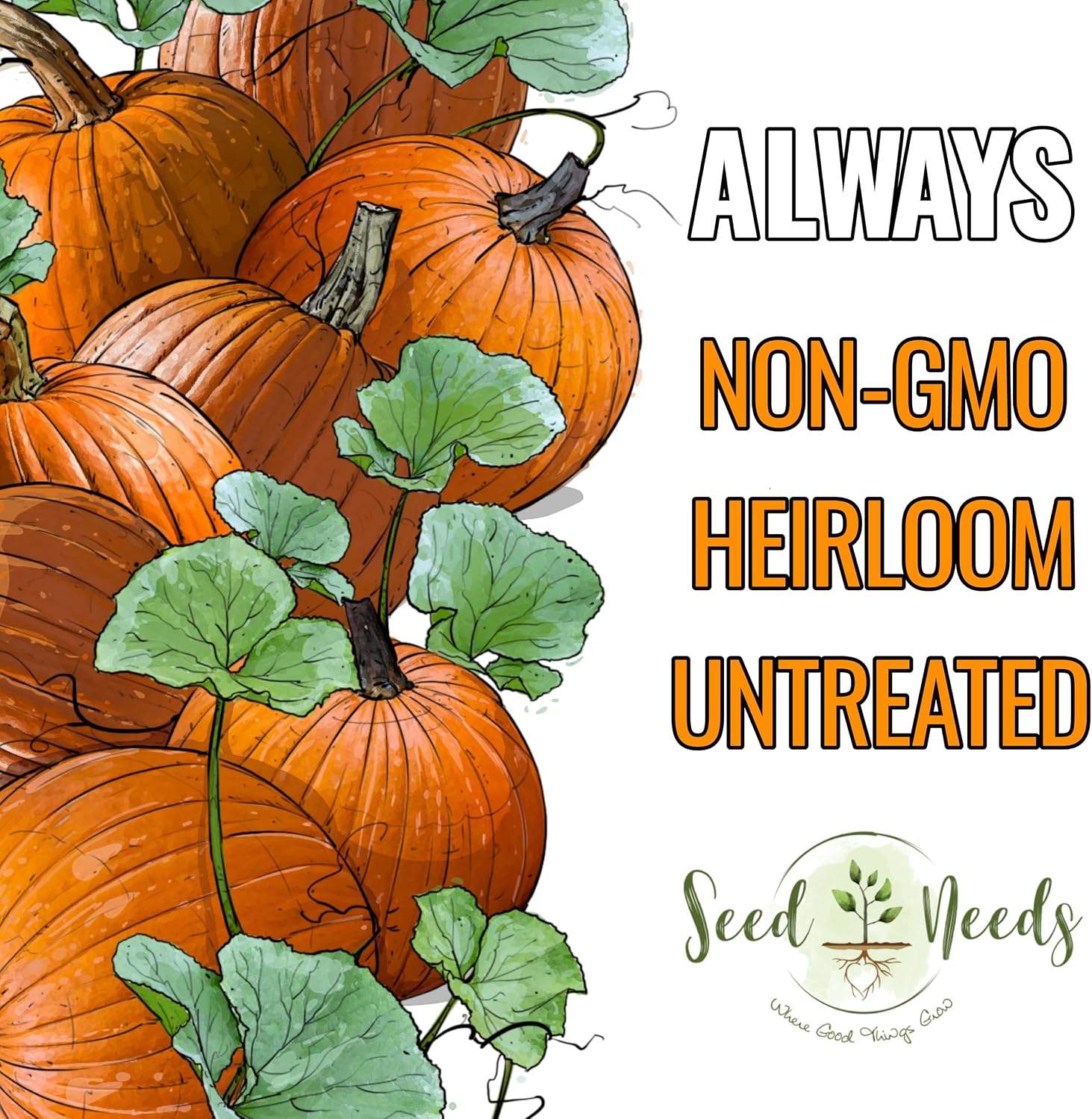 Seed Needs Pumpkin Seeds to Plant 100 Seeds Spooky Mix Non GMO Bulk Pack