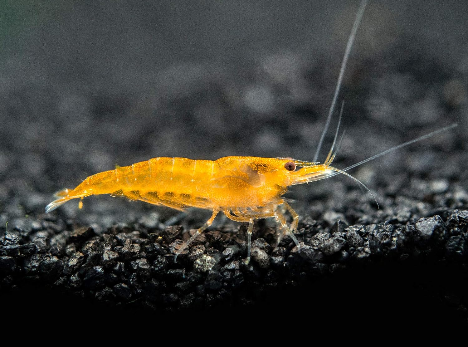 1 Live Orange Sakura Shrimp (Neocaridina davidi) - Breeding Age Young Adults at 1/2 to 1 Inch Long