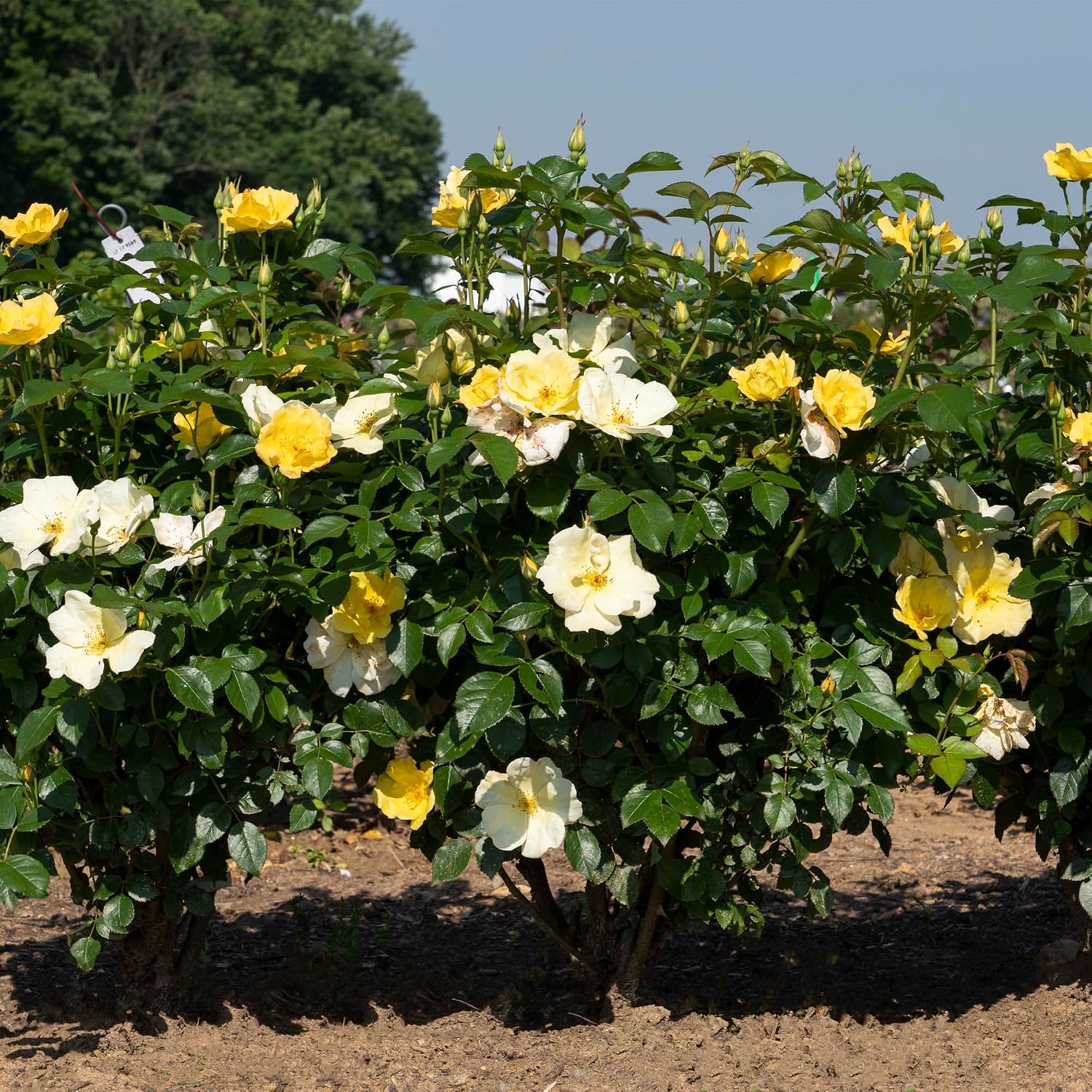 1 Gallon Easy Bee-zy Knock Out Rose