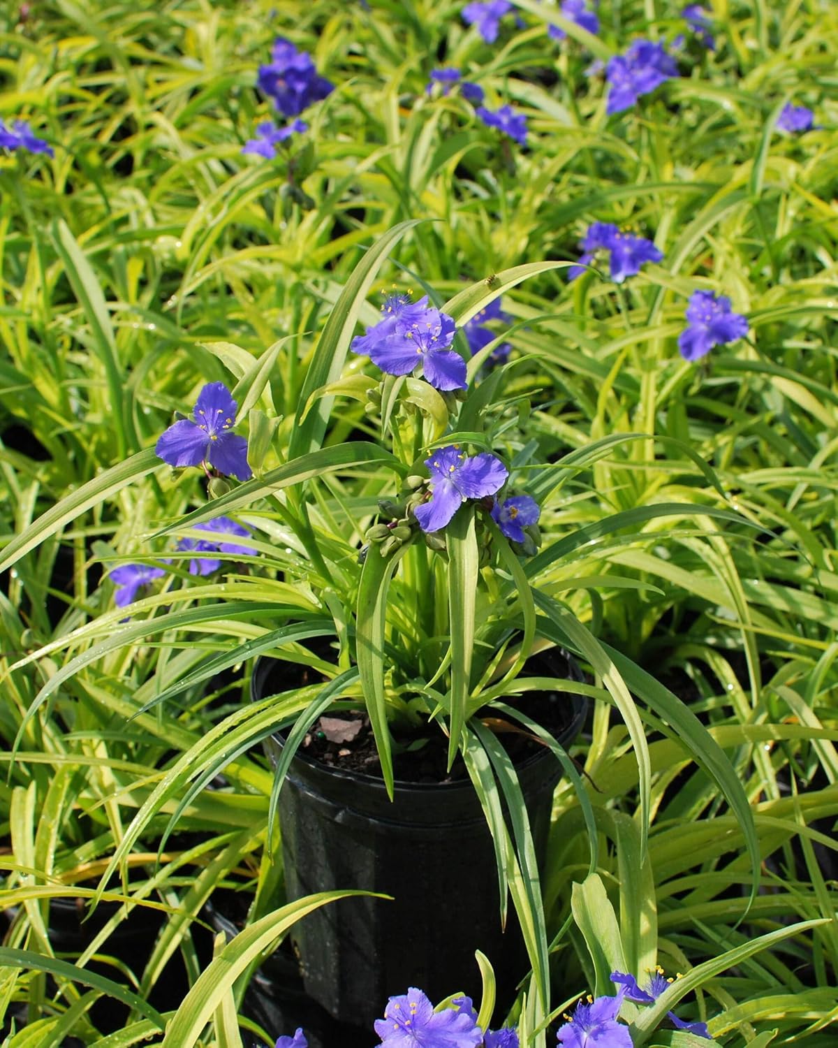 Perennial Farm Marketplace Tradescantia andersoniana 'Sweet Kate' (Spiderwort) Perennial, Size-#1 Container, Brilliant Gentian Blue Flowers