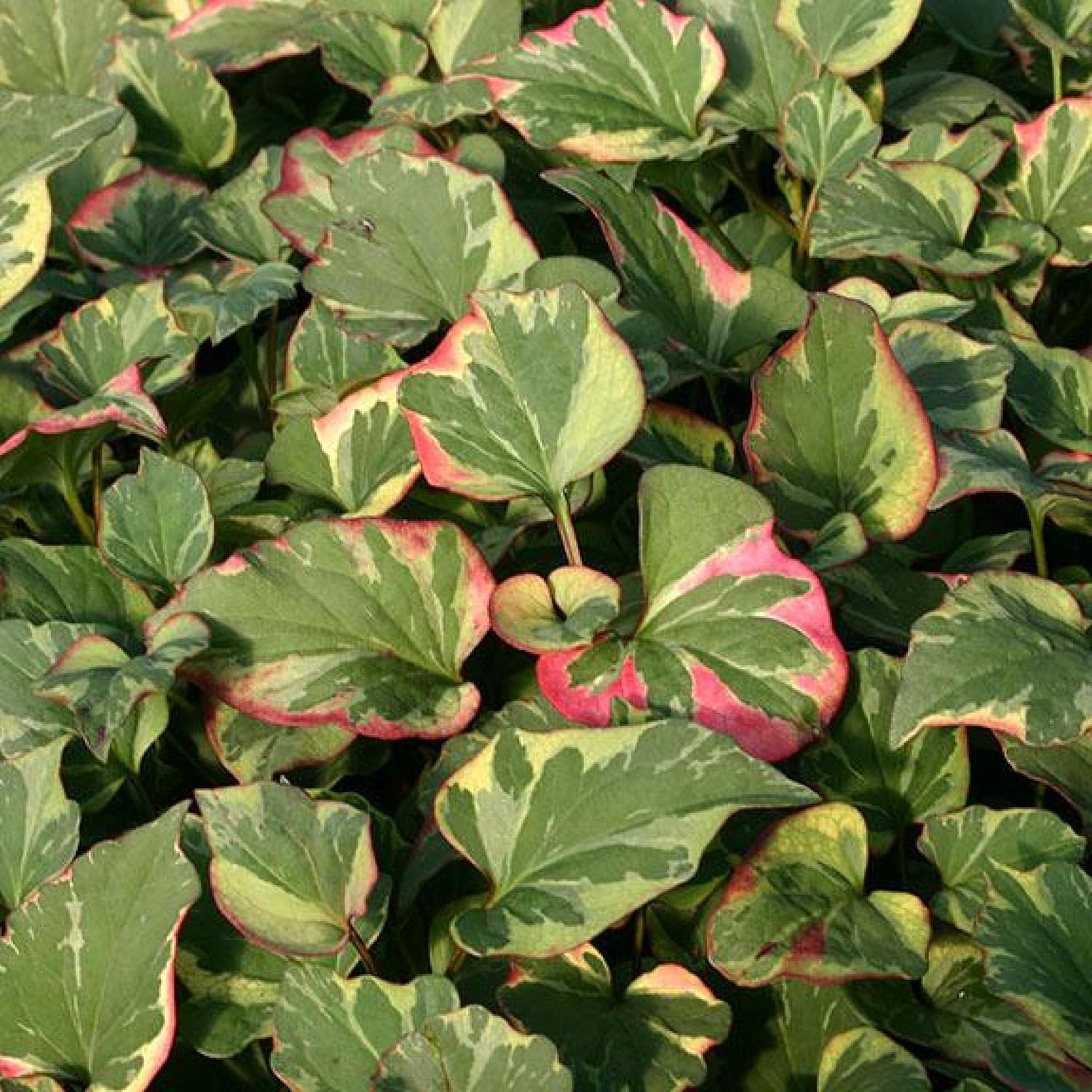 ‘Black Magic’ Taro, a Great Live Pond Plant for Your Water Garden. Filters The koi and Goldfish Pond. Good for Bogs
