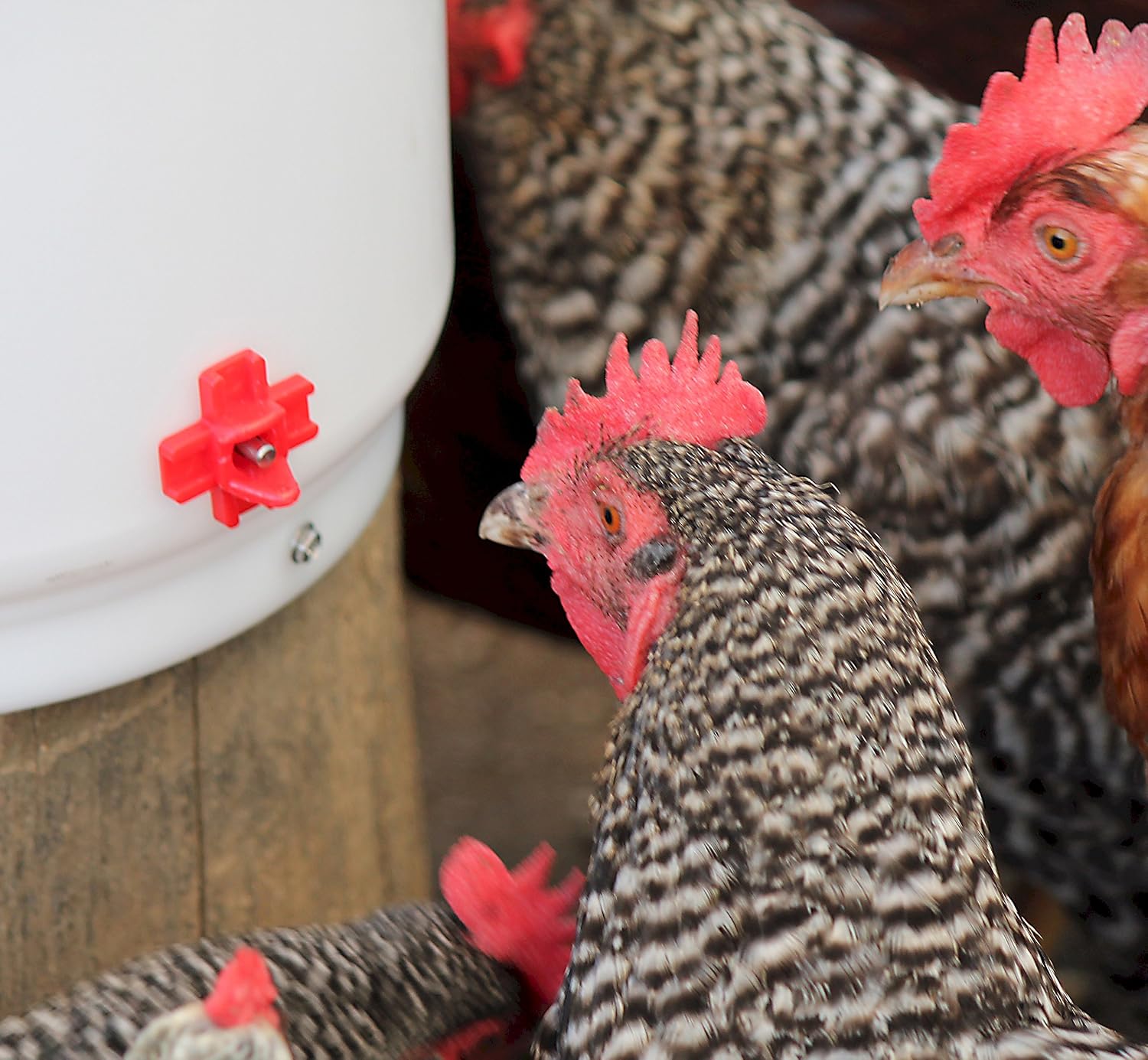 Farm Innovators RN-4 Side Mount Poultry Watering Nipples, 4-Pack