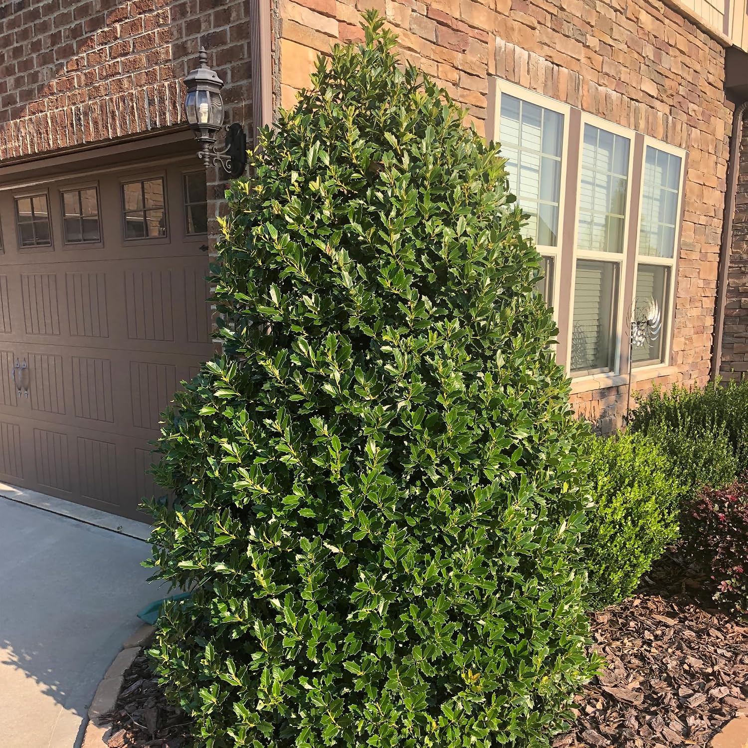 Southern Living 3 Gal. Oakland Holly Shrub