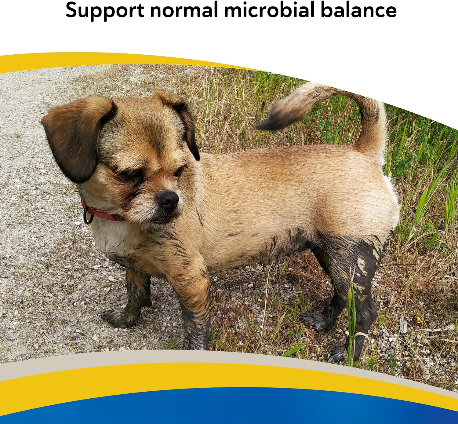 Doc Roys GI Synbiotics for Dogs and Cats, Prebiotic and Probiotic Granules, Digestive and Immune Support, Chicken Flavored, Made in USA, 454 gm