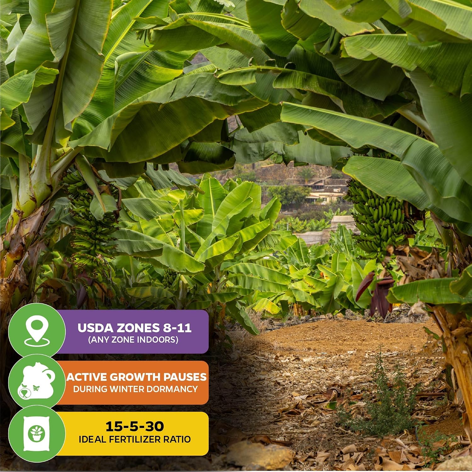 Ice Cream Banana Tree (1-Pack) Live Plants by Wellspring Gardens | Easy to Grow Plants for Nature Lovers & Gardeners- Outdoor Planting in Patio | Musa acuminata