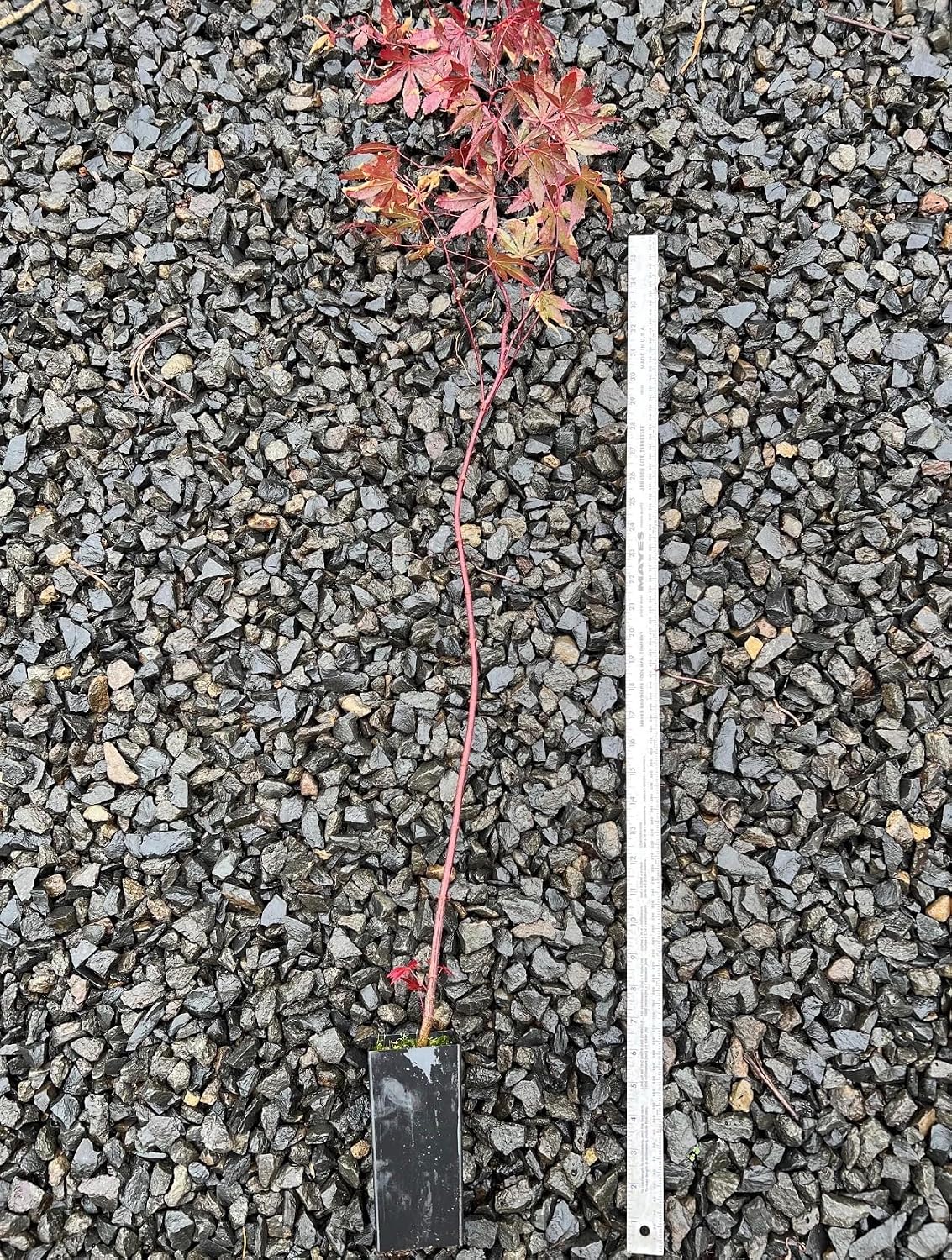 Bloodgood Red Japanese Maple Tree - 2 Year Live Plant - Acer palmatum 'Bloodgood' by - Japanese Maples and Evergreens