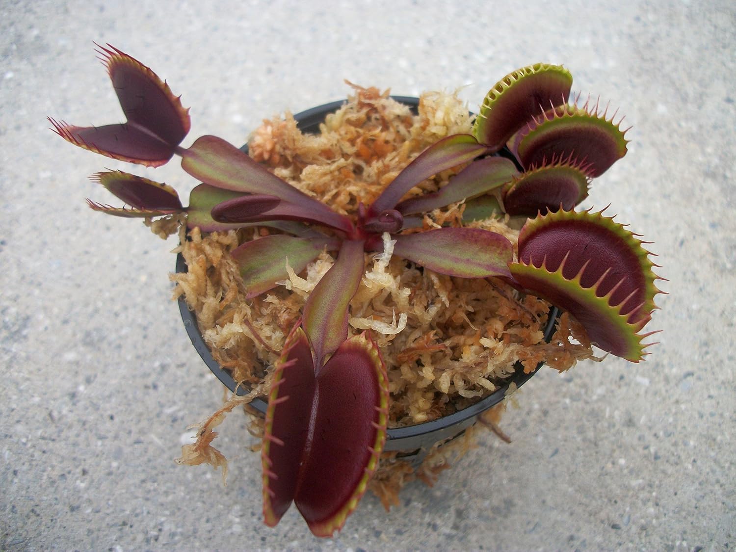 Adult Sized FTS Maroon Monster Venus Flytrap - Fly Trap - (Dionaea Muscipula) Carnivorous Plant 3 inch Pot