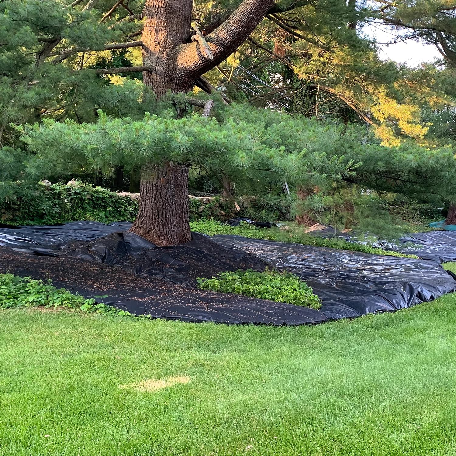 Dewitt Pro-5 Weed Barrier Fabric 5 oz, 6 x 250 Feet – Heavy-Duty | Woven Landscape Ground Cover Mat for Raised Garden Bed, Greenhouse Gardening, Outdoor Landscaping, and Commercial Planting
