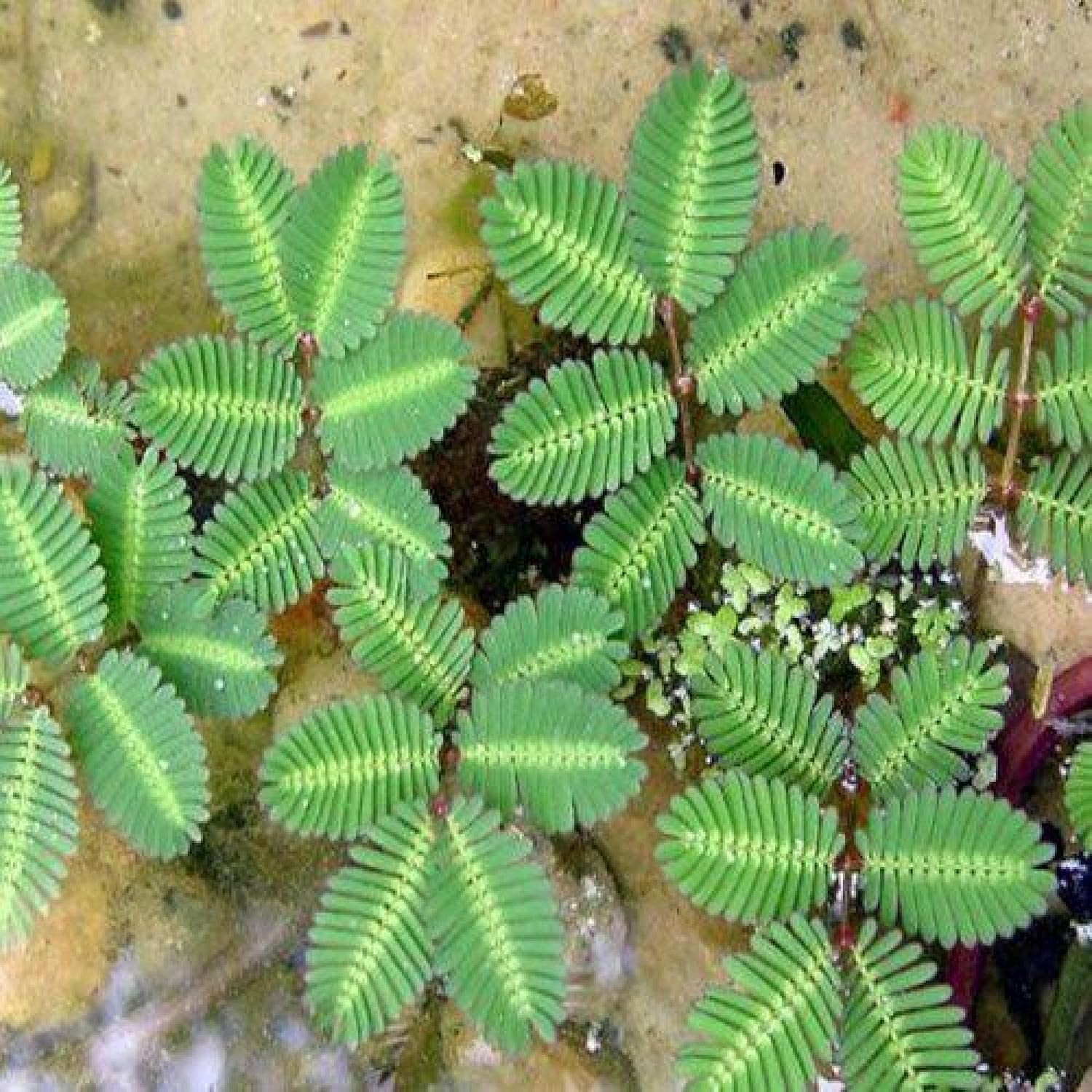 ‘Black Magic’ Taro, a Great Live Pond Plant for Your Water Garden. Filters The koi and Goldfish Pond. Good for Bogs