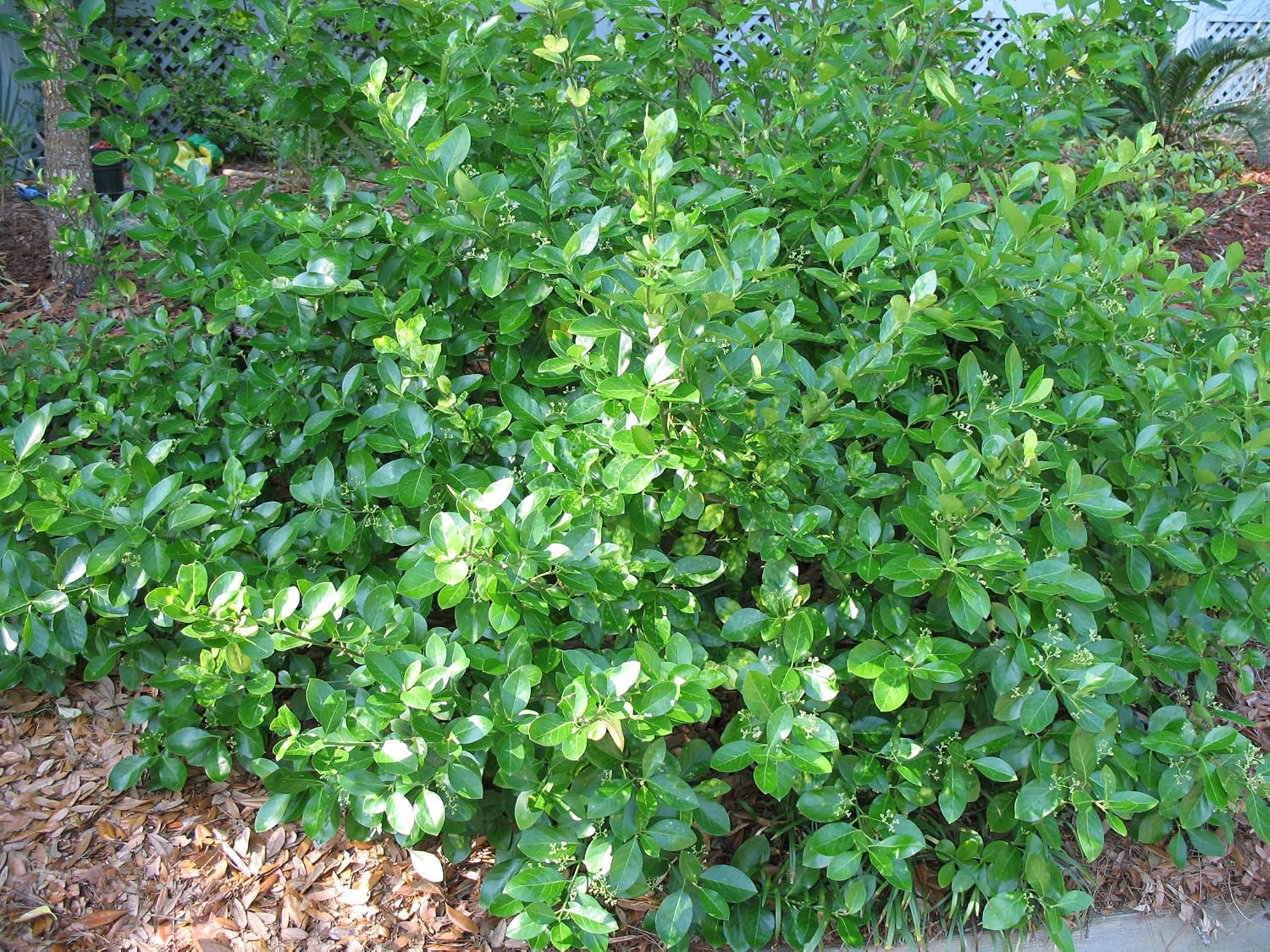 Live Ground-Cover Plants - Pachysandra Terminalis + Japanese Spurge - [Qty: 25 Bare Roots] - (Click for Other Available Plants/Quantities)