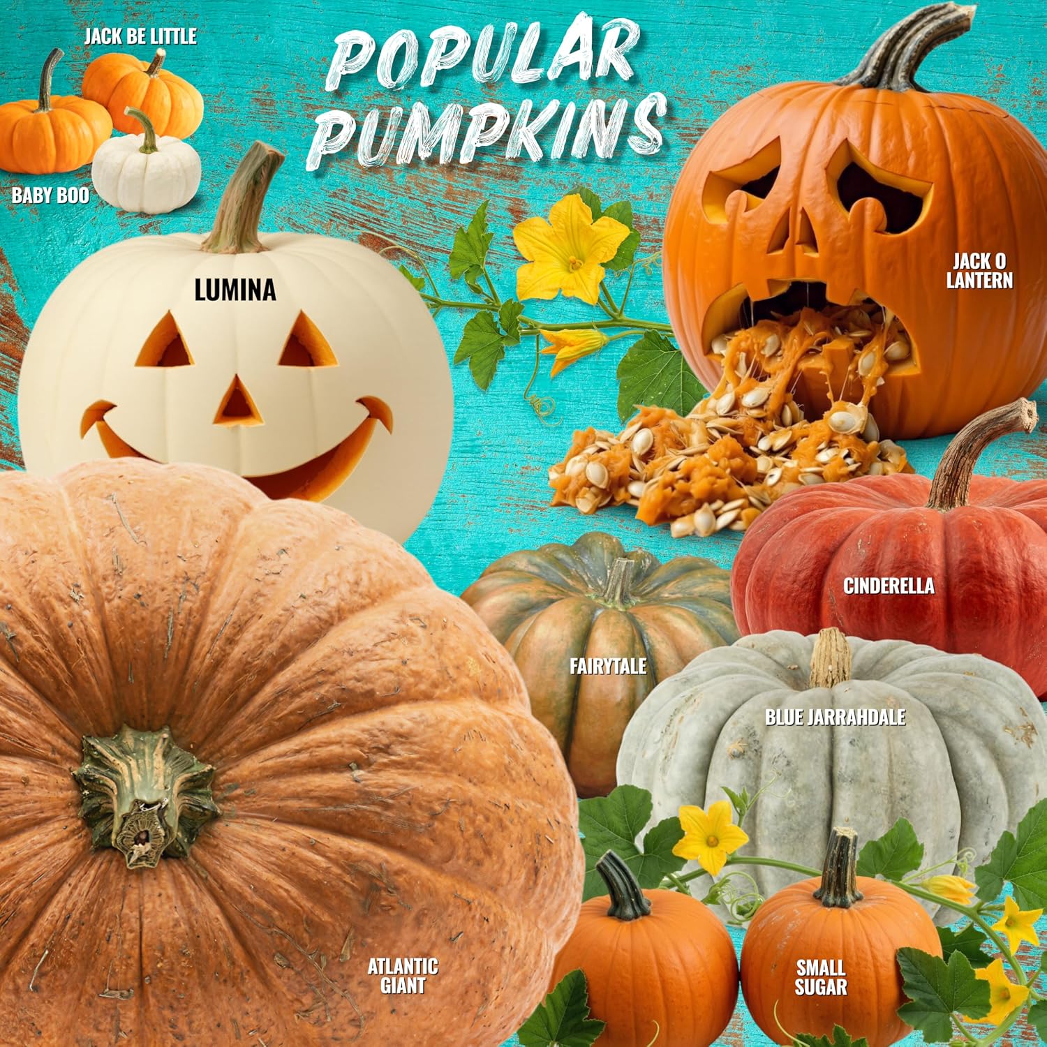 Seed Needs Pumpkin Seeds to Plant 100 Seeds Spooky Mix Non GMO Bulk Pack