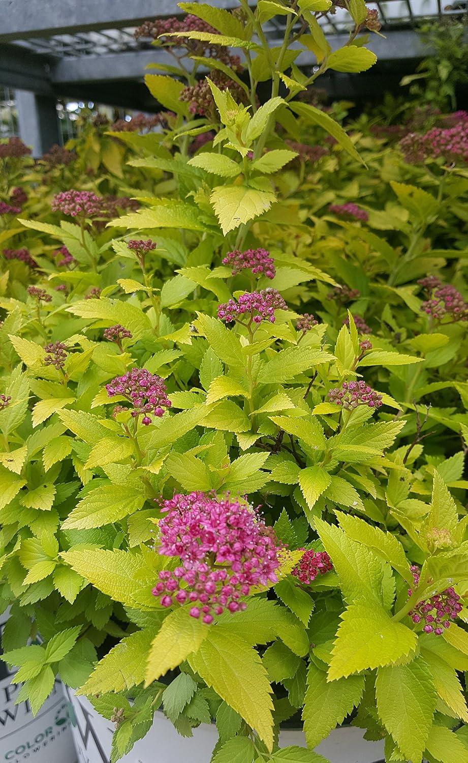 Proven Winners - Spiraea jap. Double Play Gold (Spirea) Shrub, , #3 - Size Container
