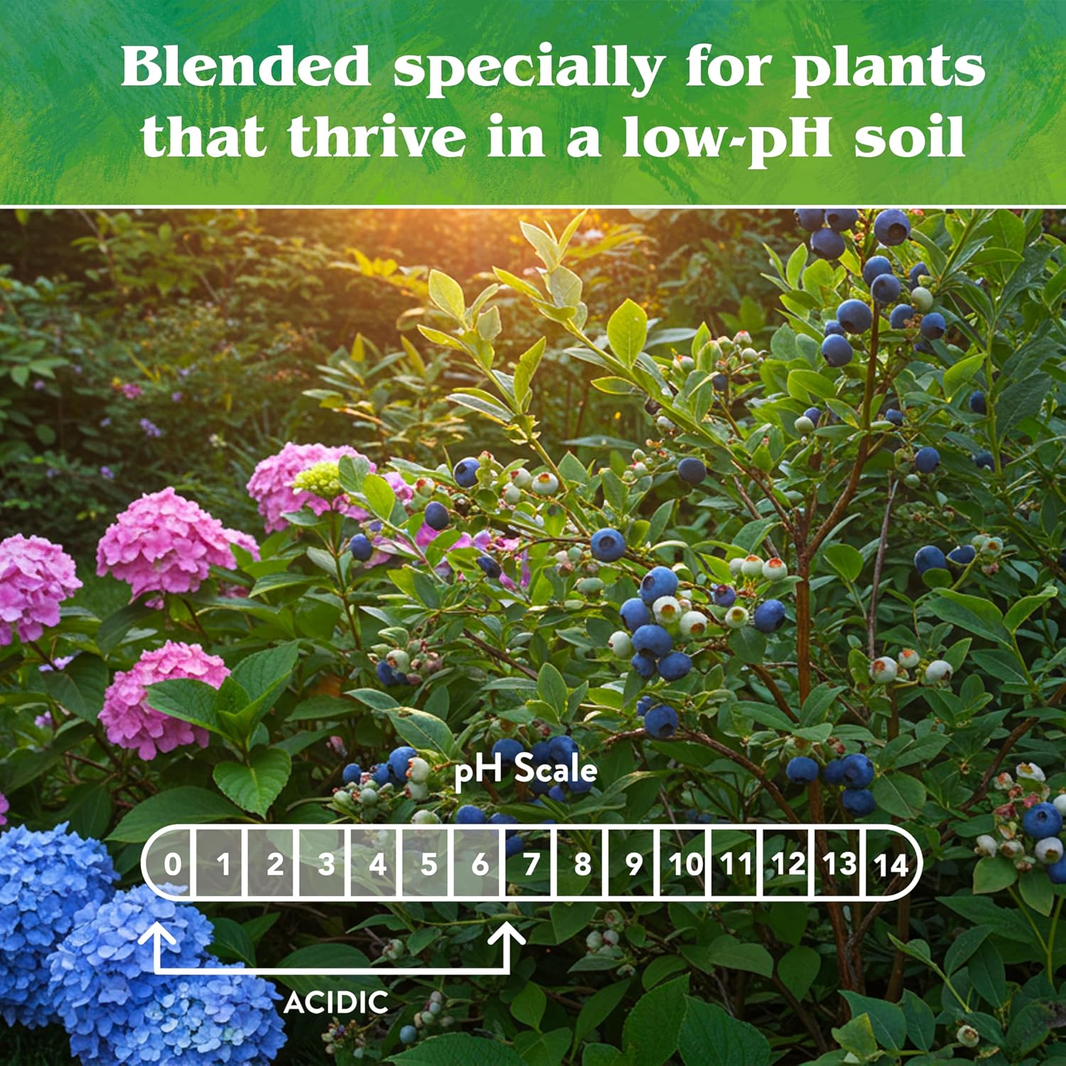 Down To Earth All Natural Fertilizers Organic Acid Mix - 4-3-6, 1 lb | Plant Food for Blueberries, Raspberries, Azaleas, Camellias, Rhododendrons, Hydrangeas, Evergreens and Acid-Loving Plants