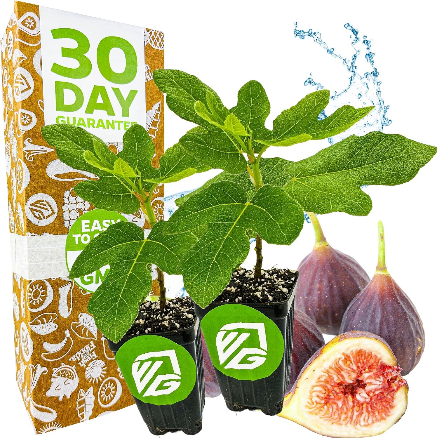 Chicago Hardy Fig Tree (1-Pack) Live Starter Plant by Wellspring Gardens | Ficus carica | Hardy & Fruitful | Ideal for Gardens | Purple-Skinned Fig | Edible Landscape Plant | Food forest