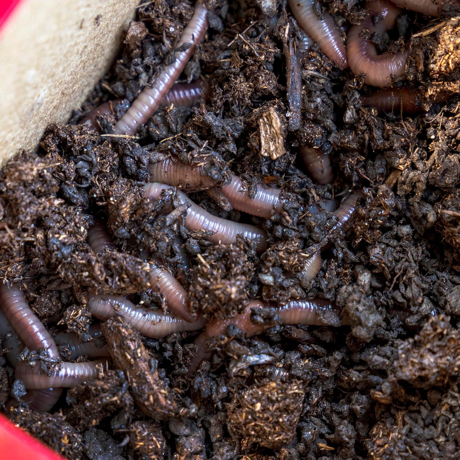 MAGIC Bait Worm Food – 24 oz Can | Nutrient-Rich Worm Feed for Healthy Nightcrawlers & Red Wigglers | Improves Bait Vitality for Fishing &
