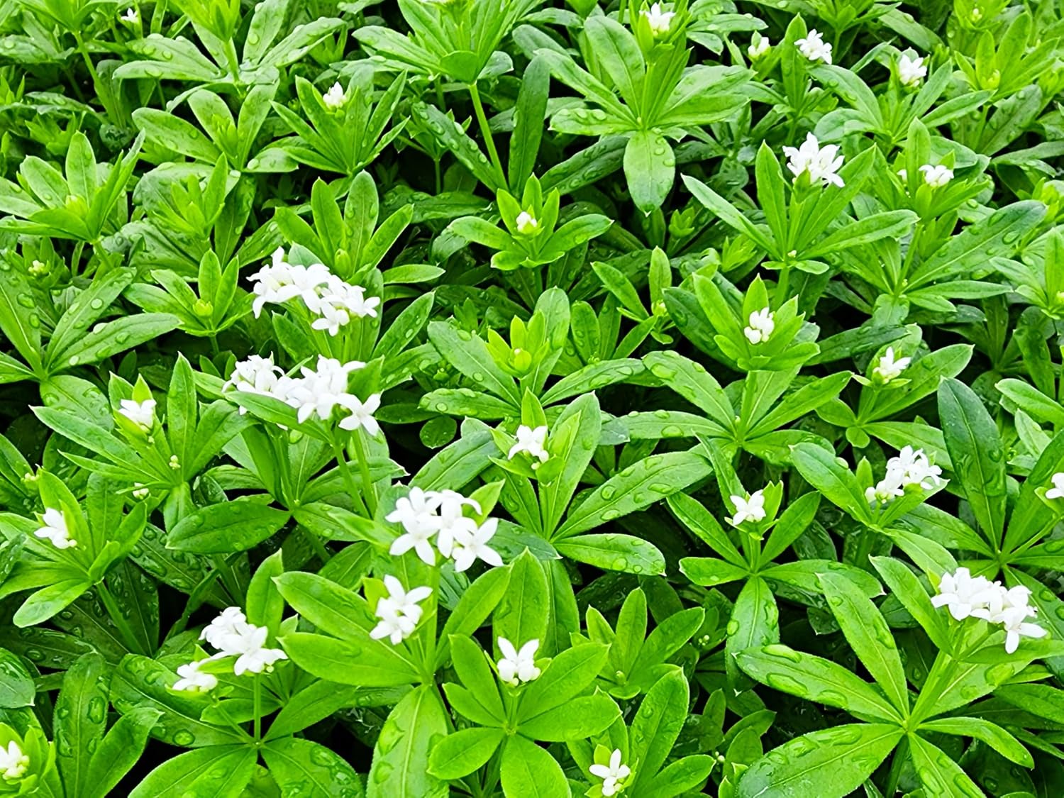 Live Ground-Cover Plants - Pachysandra Terminalis + Japanese Spurge - [Qty: 25 Bare Roots] - (Click for Other Available Plants/Quantities)