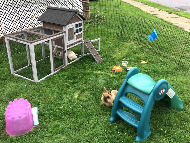 rabbit hutch