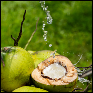 Real Coco All Natural Pure Coconut Water