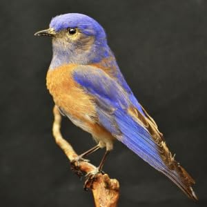 western bluebird