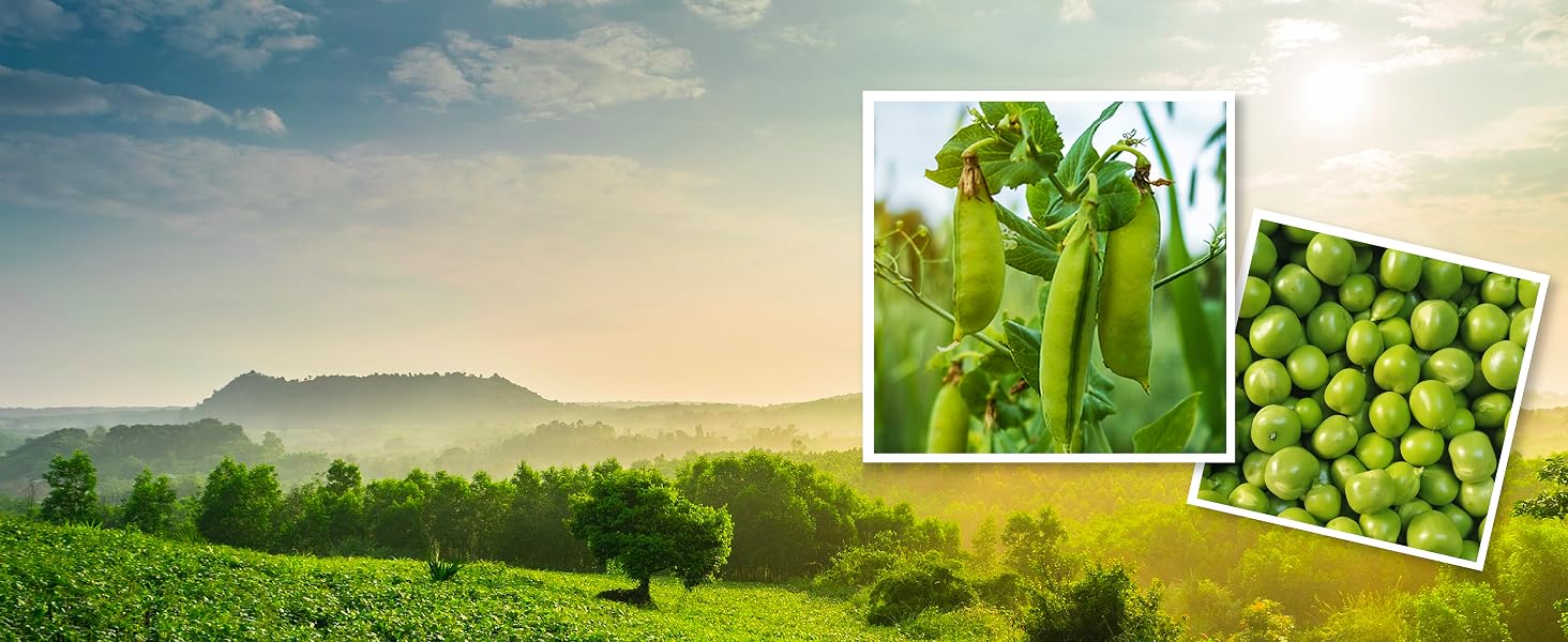 Premium Selected Yellow Peas from Canada