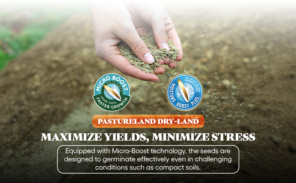 hemp growing evergreen feed drought tolerant sweet woodruff wheatgrass creeping fescue mix pack