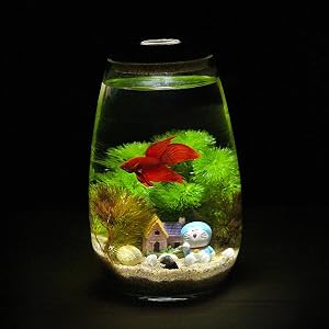 betta tank
