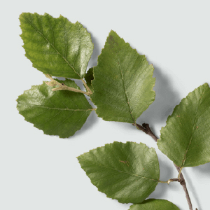 Xylitol