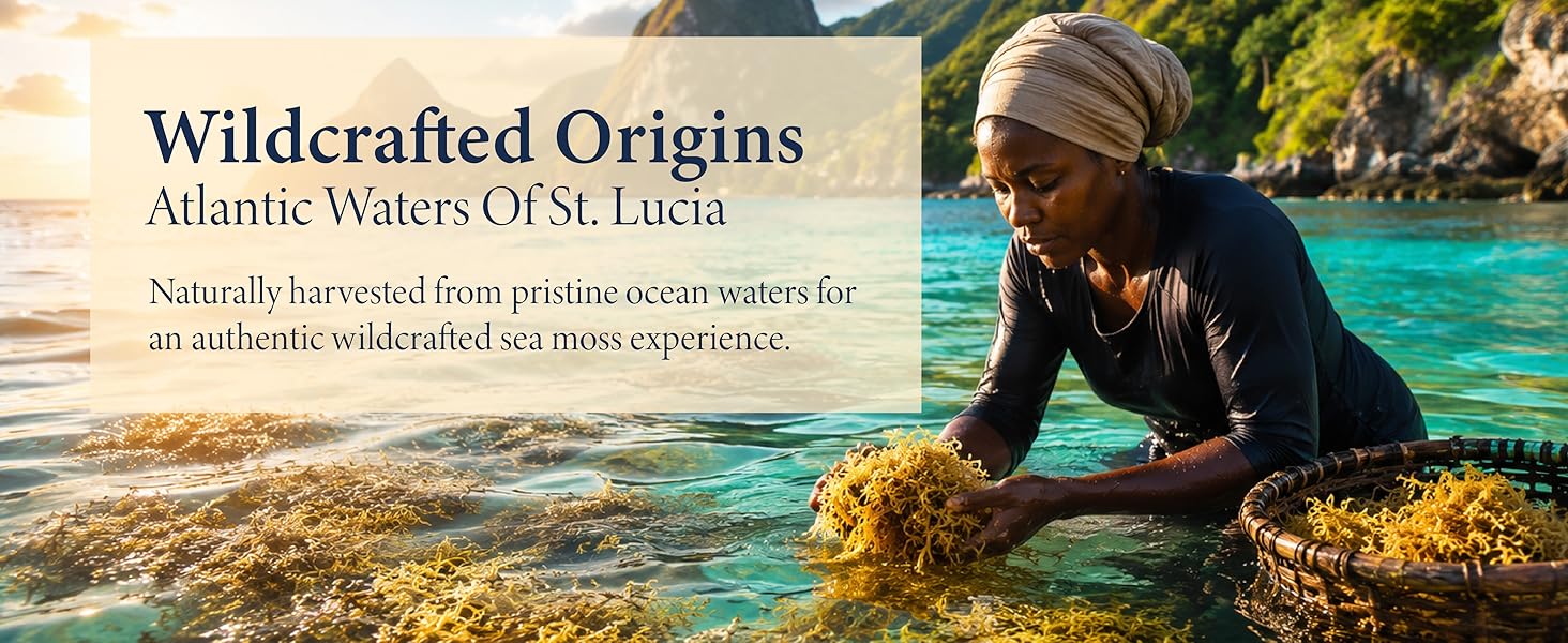 Helen of the West Mixed Wildcrafted Sea Moss from St. Lucia with Gold, Green and Purple varieties