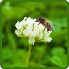 White Dutch Clover Flower Pollinator