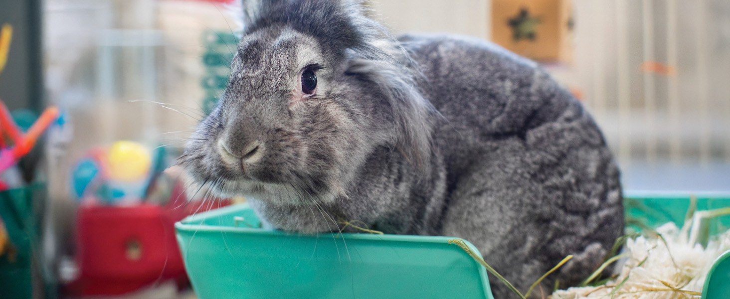 small animal bedding, rabbit bedding, guinea pig bedding, hamster bedding, odor control bedding