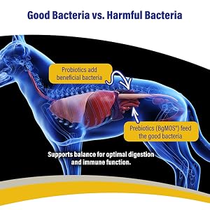 Illustration showing probiotics and prebiotics supporting digestive balance in dogs