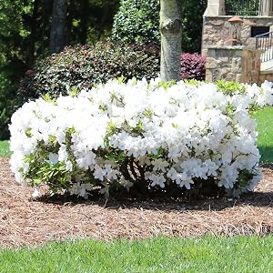 encore azalea, autumn angel encore azalea, bush, live plant